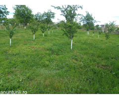 Teren de vânzare Pielești,Dolj - 4