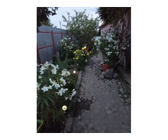 Casa,teren,pomi,vie,solar