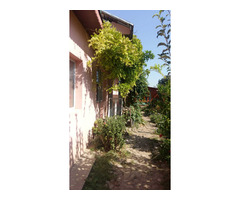 Casa,teren,pomi,vie,solar