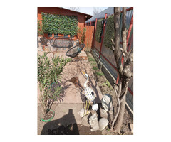 Casa,teren,pomi,vie,solar