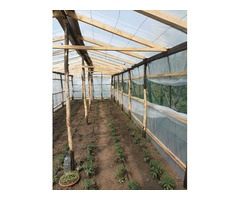 Casa,teren,pomi,vie,solar