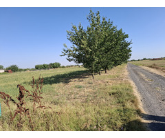 Ferma plus teren aferent 16000mp - 8