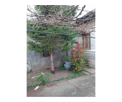 Proprietar - 7