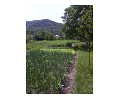 Vand casa + curte + gradina, teren intravilan, 12 ari