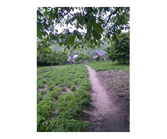 Vand casa + curte + gradina, teren intravilan, 12 ari