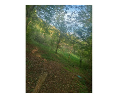 Vând teren extravilan, granita cu intravilan sau schimb cu auto - 6