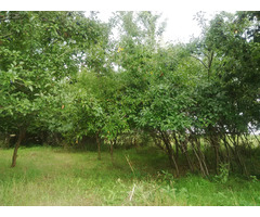 7050 mp intrav. construcții sat SMEI 15 eur mp, 5 min.PASAJ DRUM EXPRES Craiova, la 17km de Pitesti - 7