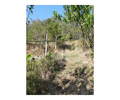 TEREN INTRAVILAN, langa Blaj