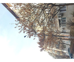 Vand apartament 3 camere decomandat etaj 1 zona casa Cartii - 6