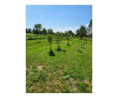 Vand casa ,caramida arsa