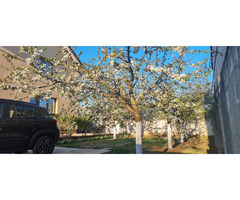 Casă spațioasă și solidă Ulmi Giurgiu