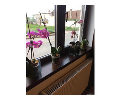 CASĂ DE VÂNZARE ÎN sat CIUGUD, JUD. ALBA