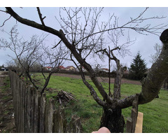 (BUCURESTI/TARTASESTI) Terenuri intravilan - INVESTITIE